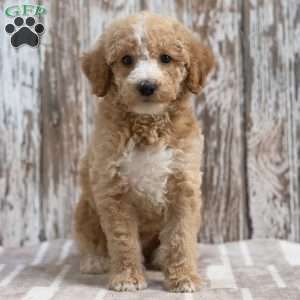 Kendric, Mini Labradoodle Puppy
